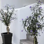 Anemela Basic * Naxos City